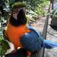 Macaw