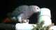 African Grey