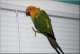 Conure