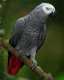 African Grey