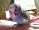 Parakeet
