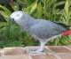 African Grey