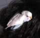 Parakeet