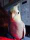 Cockatiel