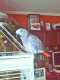 African Grey