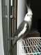 Cockatiel