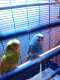 Parakeet