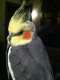 Cockatiel