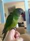 Conure