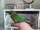 Conure