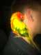 Conure
