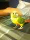 Conure