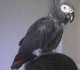 African Grey