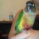 Conure
