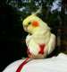 Cockatiel