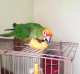 Conure