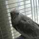Cockatiel