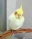 Cockatiel