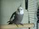 Cockatiel