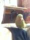 Indian Ringneck Parakeet