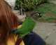 Conure