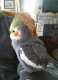 Cockatiel