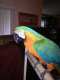 Macaw