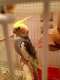Cockatiel