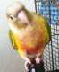 Conure
