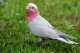 Galah Cockatoo