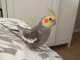 Cockatiel