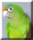 Conure