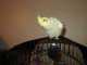 Cockatiel