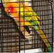 Conure