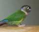 Conure