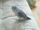Parrotlet