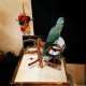 Indian Ringneck Parakeet