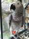 African Grey