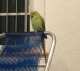 Indian Ringneck Parakeet