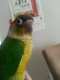 Conure