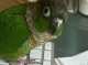 Conure