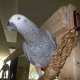 African Grey