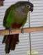 Conure