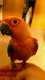 Conure