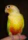Conure