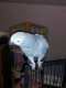 African Grey