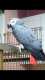 African Grey