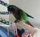 Conure