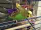 Budgerigar