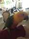 Conure